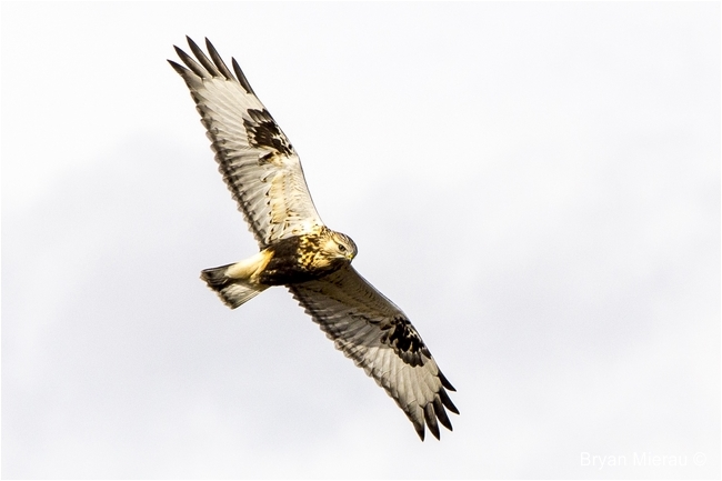 Hawk in flight by Bryan Mierau ©